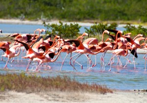 Flamingos Anegada