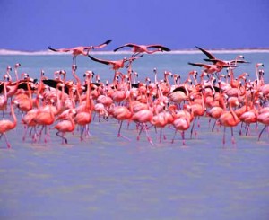 Flamingo - Anegada
